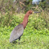 Rufescent Tiger-Heron